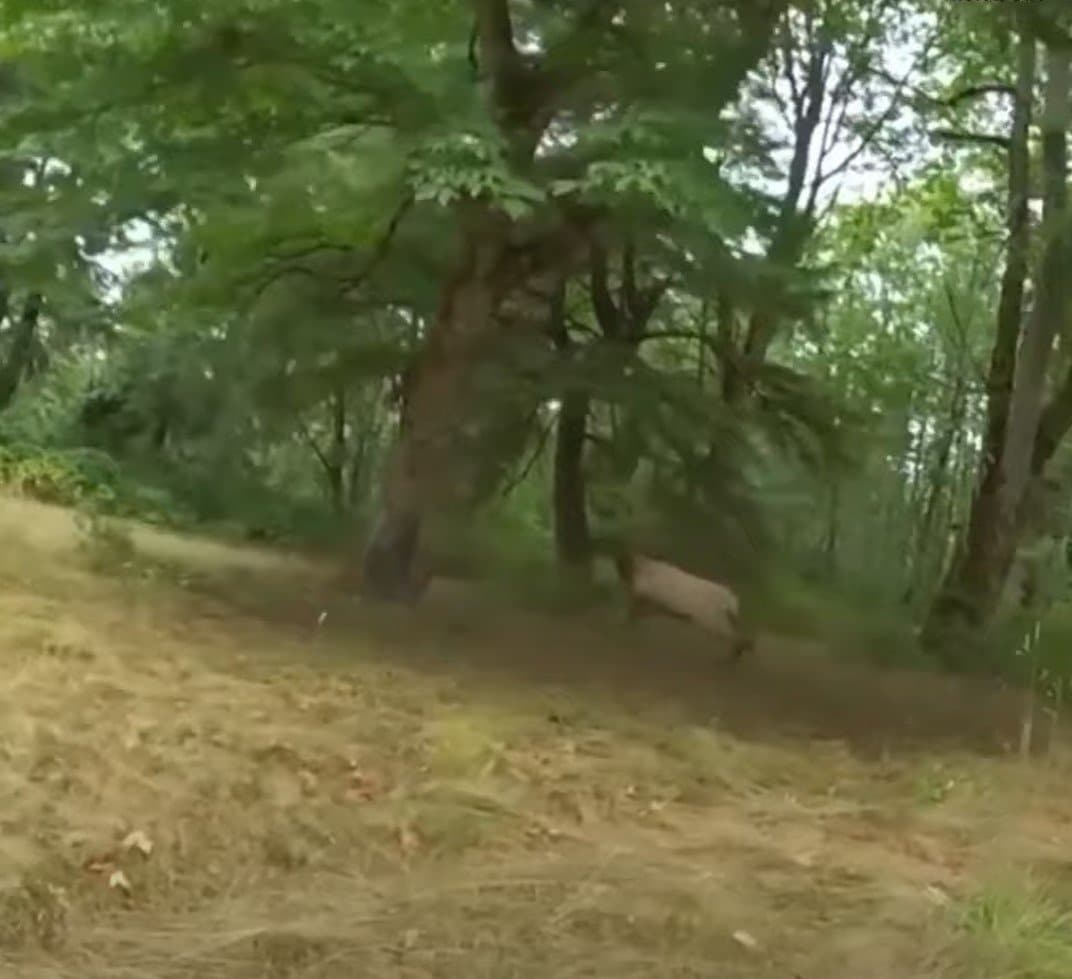 Alces com chifres presos em um balanço de corda parecem não saber que os policiais estão lá para ajudar