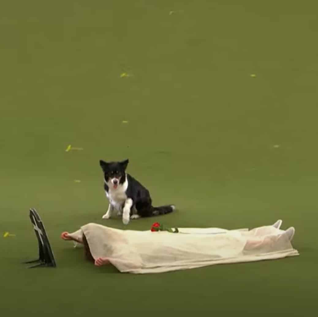 Border Collie, de 11 anos, rouba a cena em competição de estilo livre com rotina temática de Halloween