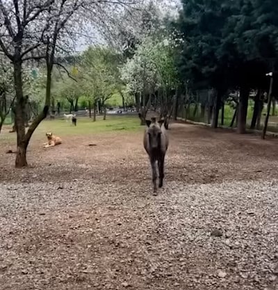 Burra órfã salva da beira da estrada não para de abraçar seu salvador