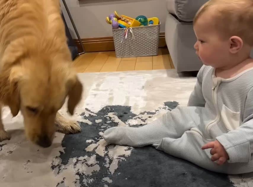 Cachorro acidentalmente faz bebê chorar, mas seu doce pedido de desculpas está derretendo corações