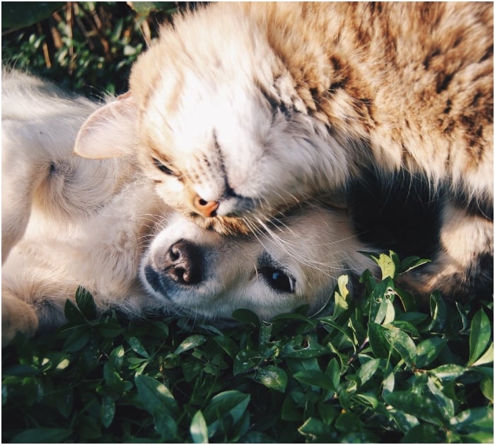 Gatinho criado por cachorros adora correr com os “irmãos” até o mar