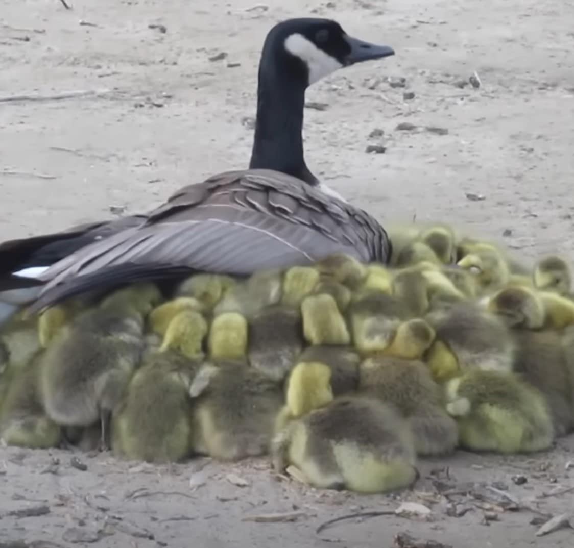 Mama Goose tem um “momento identificável” enquanto tenta se libertar de 43 Goslings