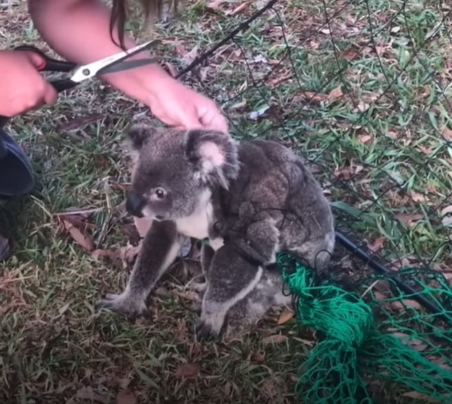 Mulher gentil liberta coala da cerca e seu sincero 'obrigado' derrete 3 milhões de corações