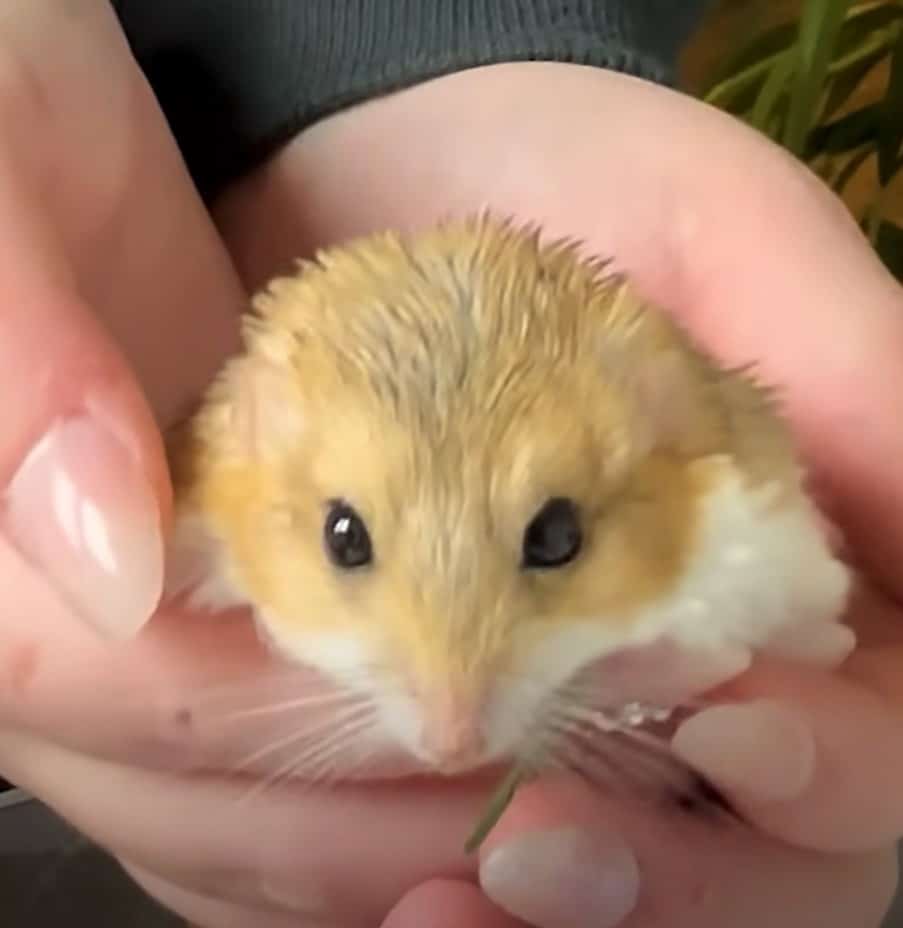 Pequeno gerbil insiste em ser enrolado em pequenos cobertores sempre que chega a hora da soneca