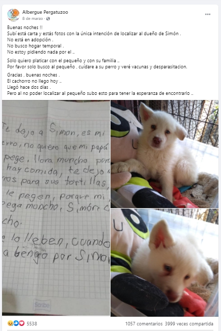 1722069971_220_O-cachorrinho-que-um-menino-arrasado-deixou-em-um-abrigo O cachorrinho que um menino arrasado deixou em um abrigo para não apanhar mais cresceu