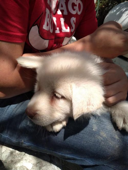 1722069971_400_O-cachorrinho-que-um-menino-arrasado-deixou-em-um-abrigo O cachorrinho que um menino arrasado deixou em um abrigo para não apanhar mais cresceu