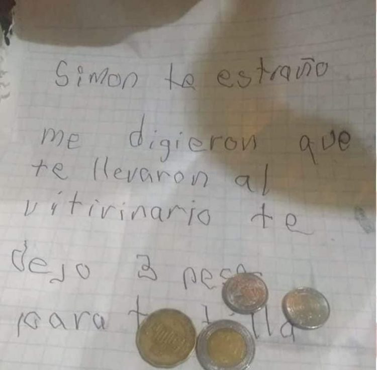 1722069972_448_O-cachorrinho-que-um-menino-arrasado-deixou-em-um-abrigo O cachorrinho que um menino arrasado deixou em um abrigo para não apanhar mais cresceu