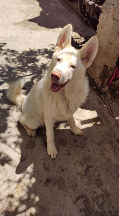 1722069973_724_O-cachorrinho-que-um-menino-arrasado-deixou-em-um-abrigo O cachorrinho que um menino arrasado deixou em um abrigo para não apanhar mais cresceu