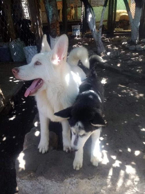 1722069974_51_O-cachorrinho-que-um-menino-arrasado-deixou-em-um-abrigo O cachorrinho que um menino arrasado deixou em um abrigo para não apanhar mais cresceu