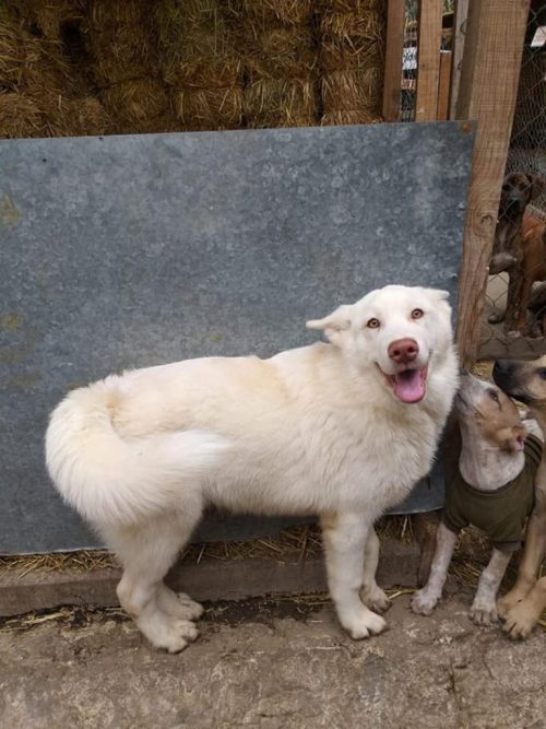 1722069975_129_O-cachorrinho-que-um-menino-arrasado-deixou-em-um-abrigo O cachorrinho que um menino arrasado deixou em um abrigo para não apanhar mais cresceu