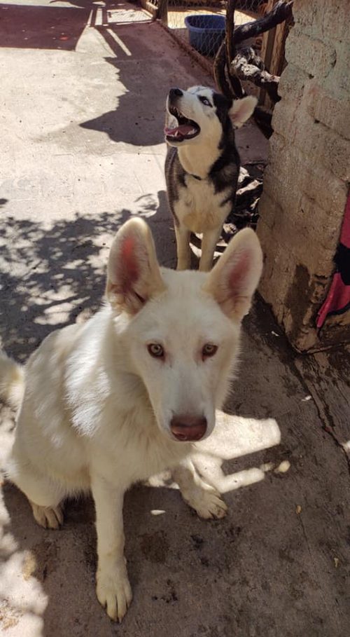 1722069975_487_O-cachorrinho-que-um-menino-arrasado-deixou-em-um-abrigo O cachorrinho que um menino arrasado deixou em um abrigo para não apanhar mais cresceu