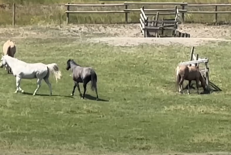 1722079484_204_Mulher-filma-cavalo-preto-agindo-de-forma-inesperada-com-cavalo Mulher filma cavalo preto agindo de forma inesperada com cavalo mais velho do rebanho