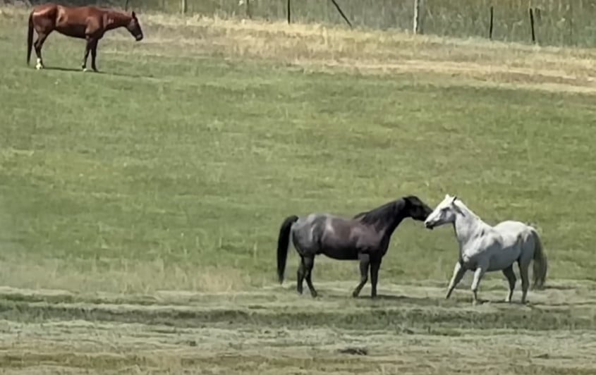 1722079484_307_Mulher-filma-cavalo-preto-agindo-de-forma-inesperada-com-cavalo Mulher filma cavalo preto agindo de forma inesperada com cavalo mais velho do rebanho