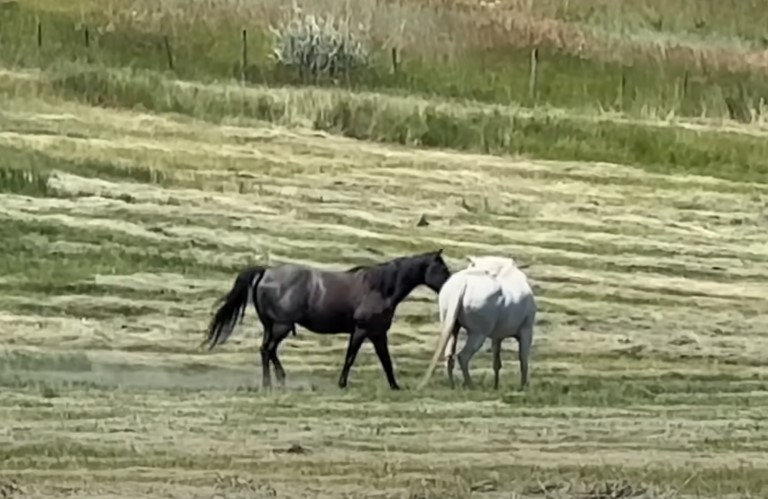 1722079484_315_Mulher-filma-cavalo-preto-agindo-de-forma-inesperada-com-cavalo Mulher filma cavalo preto agindo de forma inesperada com cavalo mais velho do rebanho