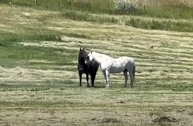 1722079484_423_Mulher-filma-cavalo-preto-agindo-de-forma-inesperada-com-cavalo Mulher filma cavalo preto agindo de forma inesperada com cavalo mais velho do rebanho