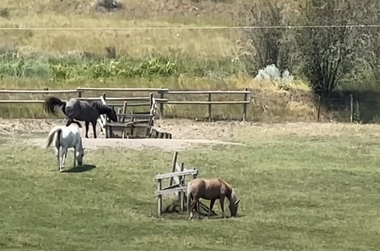 1722079484_460_Mulher-filma-cavalo-preto-agindo-de-forma-inesperada-com-cavalo Mulher filma cavalo preto agindo de forma inesperada com cavalo mais velho do rebanho