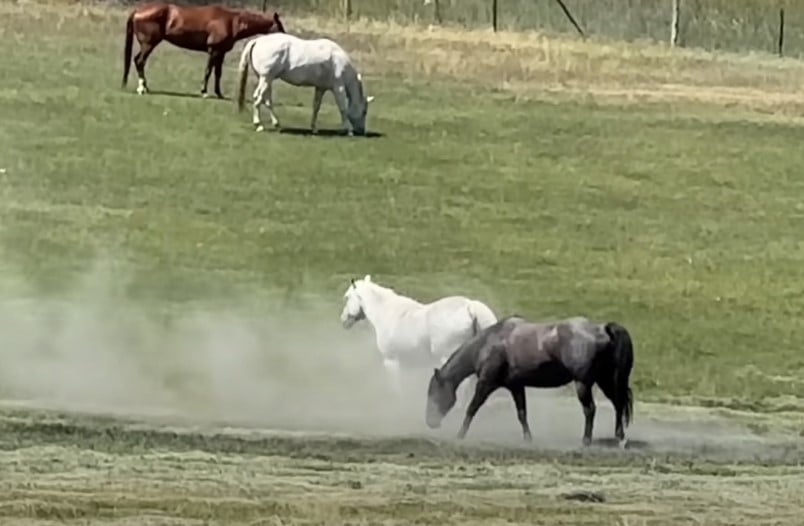 1722079484_66_Mulher-filma-cavalo-preto-agindo-de-forma-inesperada-com-cavalo Mulher filma cavalo preto agindo de forma inesperada com cavalo mais velho do rebanho