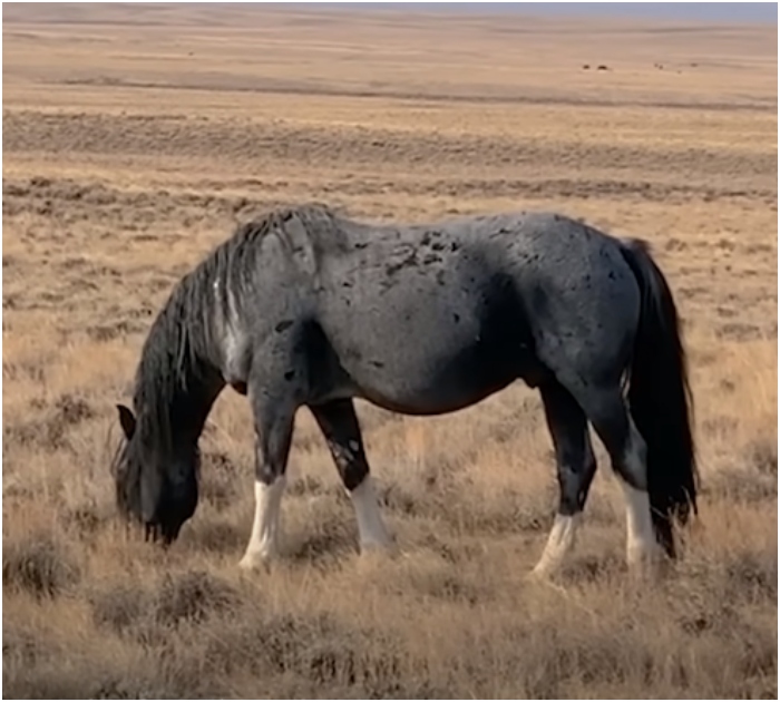 1722086225_528_Mulher-passa-ano-reunindo-cavalo-selvagem-com-sua-familia-e Mulher passa ano reunindo cavalo selvagem com sua família e reencontro é muito doce