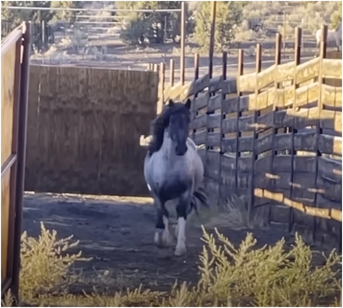 1722086225_572_Mulher-passa-ano-reunindo-cavalo-selvagem-com-sua-familia-e Mulher passa ano reunindo cavalo selvagem com sua família e reencontro é muito doce