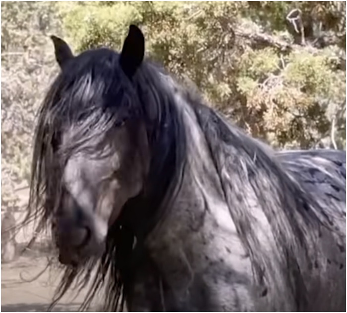 1722086225_938_Mulher-passa-ano-reunindo-cavalo-selvagem-com-sua-familia-e Mulher passa ano reunindo cavalo selvagem com sua família e reencontro é muito doce