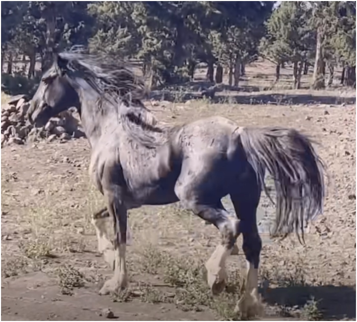 1722086225_953_Mulher-passa-ano-reunindo-cavalo-selvagem-com-sua-familia-e Mulher passa ano reunindo cavalo selvagem com sua família e reencontro é muito doce