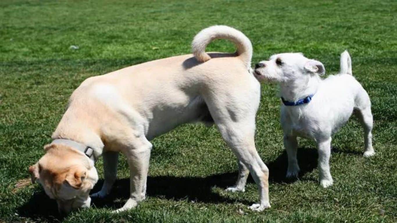 Por Que os Cães Farejam o Traseiro Uns dos Outros? E os Gatos Também?