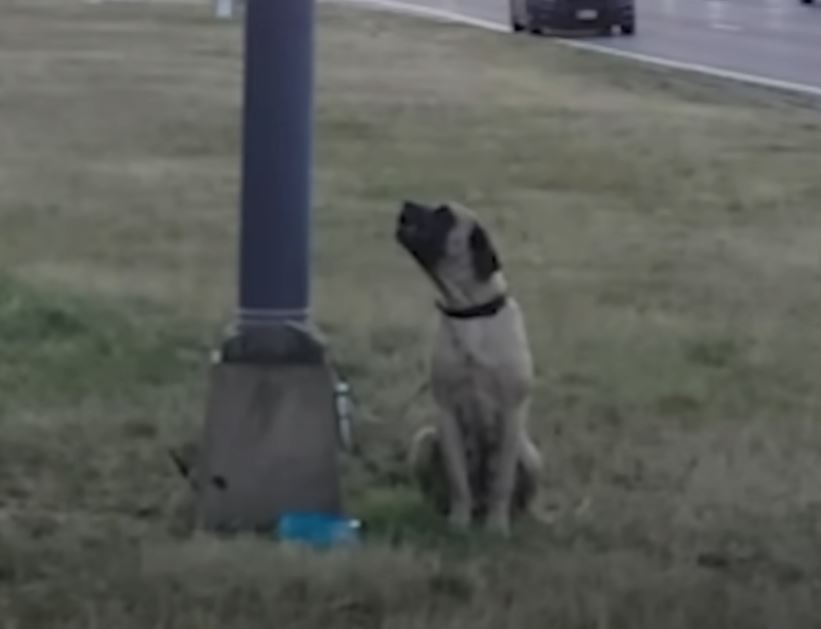 1722097936_918_Cao-assustado-e-encontrado-amarrado-a-poste-na-rodovia-com Cão assustado é encontrado amarrado a poste na rodovia com bilhete de partir o coração explicando o motivo