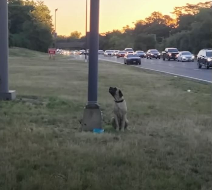 1722097936_920_Cao-assustado-e-encontrado-amarrado-a-poste-na-rodovia-com Cão assustado é encontrado amarrado a poste na rodovia com bilhete de partir o coração explicando o motivo