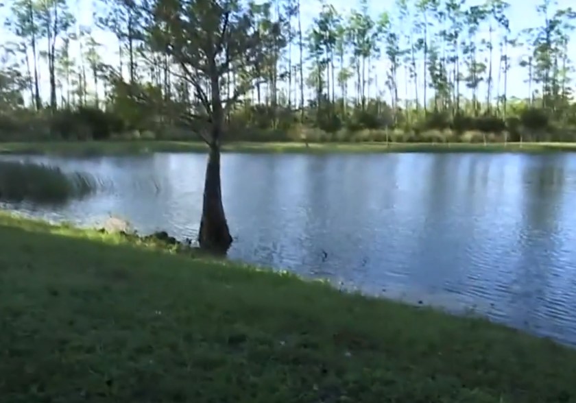 1722105925_107_Camera-filma-momento-emocionante-em-que-pai-luta-com-jacare Câmera filma momento emocionante em que pai luta com jacaré para salvar seu filhote