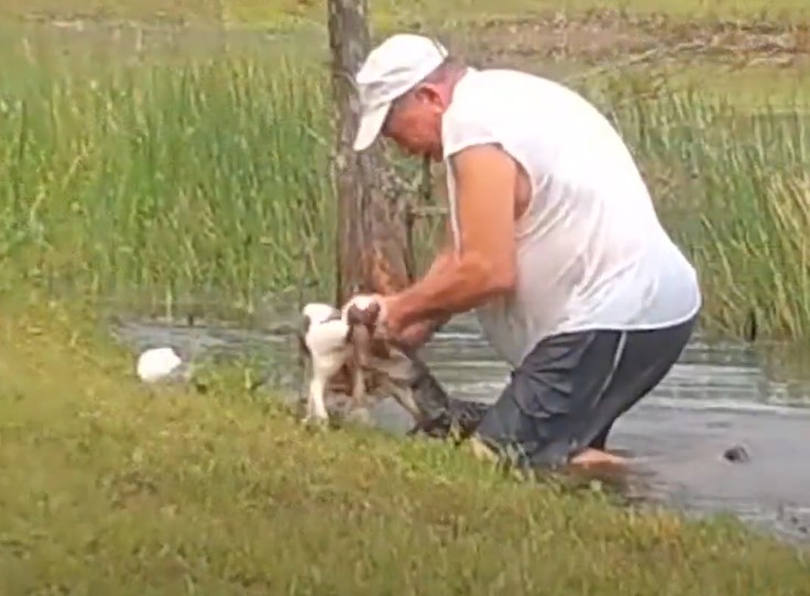 1722105925_131_Camera-filma-momento-emocionante-em-que-pai-luta-com-jacare Câmera filma momento emocionante em que pai luta com jacaré para salvar seu filhote