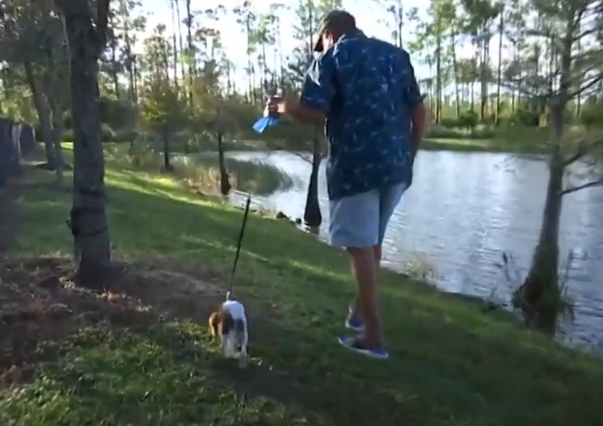 1722105925_516_Camera-filma-momento-emocionante-em-que-pai-luta-com-jacare Câmera filma momento emocionante em que pai luta com jacaré para salvar seu filhote