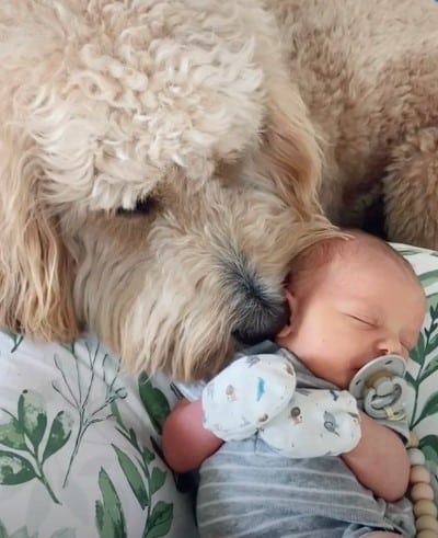 Goldendoodle conhece o irmãozinho e rapidamente se transforma na filmagem mais comovente