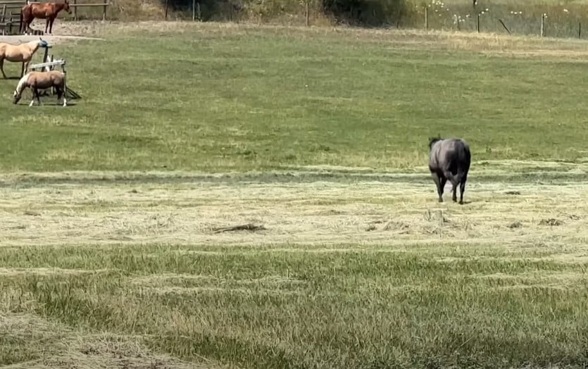 Mulher filma cavalo preto agindo de forma inesperada com cavalo mais velho do rebanho