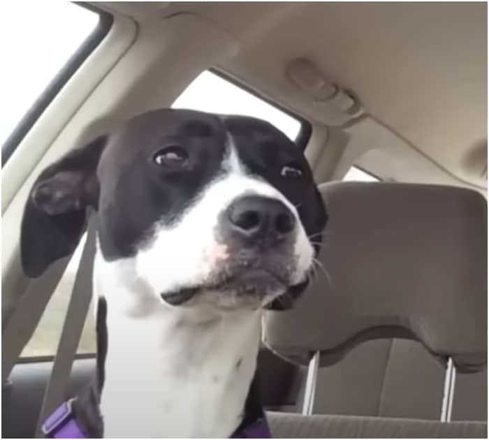 Viagem de carro normal entre mulher e cachorro muda radicalmente no momento em que música de Michael Jackson toca